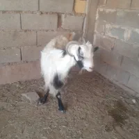 باسلام یک عدد بز سرحال