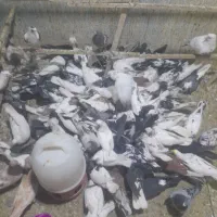 کفتر ۱۸۰ عدد بار جدید انواع تهرانی ۲۰۰هزار