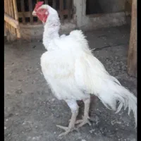 لاری افغان
