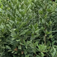 برگ بو یاس ناندینا