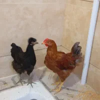 دوعدد مرغ نیمچه