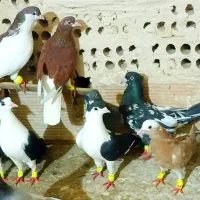 کبوتر رنگی