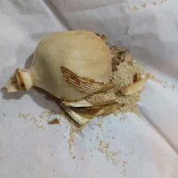 بذر گل سفید