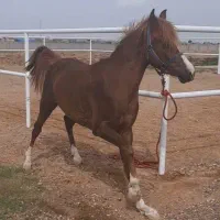 اسب|اسب و تجهیزات اسب‌سواری|کرج, چهارصد دستگاه|دیوار