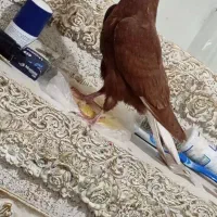 جوجه سرخ دمسف
