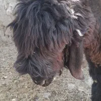 بره قوچی
