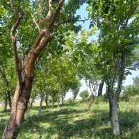 باغ وزمین زراعی