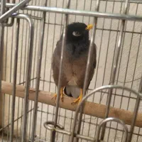 مرغ مینا سخنگو با قفس