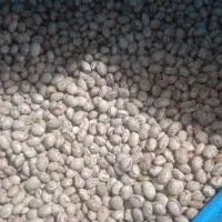 لوبیاچیتی|عمده‌فروشی|حسن آباد, |دیوار