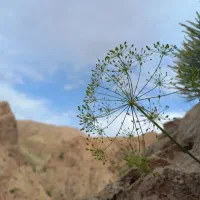 زیره سیاه