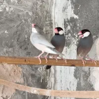 فنج‌ نرگسی