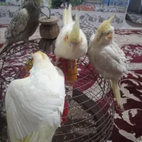 عروس هلندی