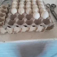 تخم اردک خارجی