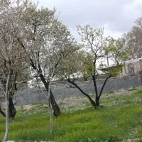 جوجه
