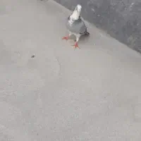 کبوتر|پرنده|شیروان (خراسان), |دیوار