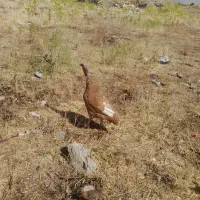 بوقلمو چاق ماده