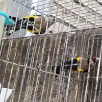 سهره