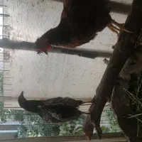 2 تا خروس و 1عدد مرغ 6ماهه رسمی