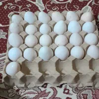 تخم|خوردنی و آشامیدنی|باسمنج, |دیوار