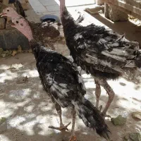 بوقلمون نر