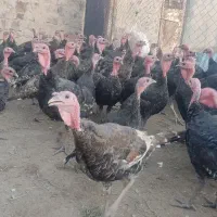 بوقلمون