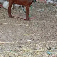 دوتا بز ماده