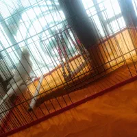 عروس هلندی لوتینو نر