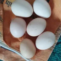 تخم مرغ محلی
