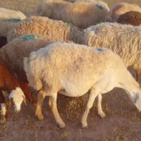 میش داشتی وگوشتی وبزچاق