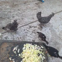 مرغ جوجه مرغ لاری