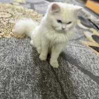 گربه پرشین ماده