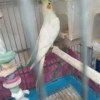 عروس هلندی بالغ