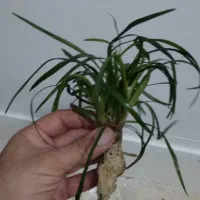 گیاه اریوکالن ویتنام