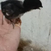 پنجاه عدد جوجه بلک