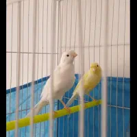 دو عدد جوجه قناری زرد و سفید درشت