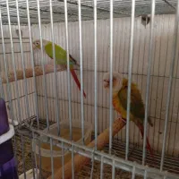 گرینچیک نرو ماده