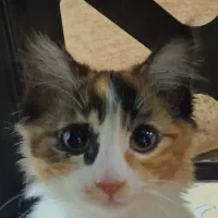 واگذاری گربه