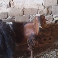 بز جوان