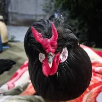 خروس
