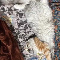 گربه پرشین بار دار  پیش  (ف ر و ش )