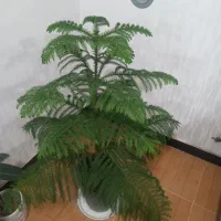 فروش گیاه طبیعی
