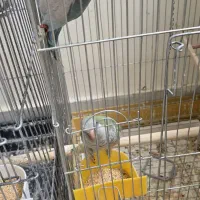 دو عدد پرنده راهب سبز و آبی
