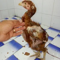 جوجه لاری های آث چهارتا و یکی محلی دو ماهه