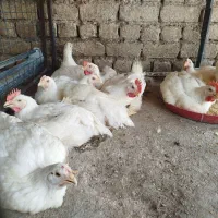 مرغ گوشتی