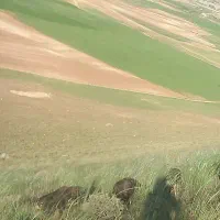 9راس بره ماده درجه یک