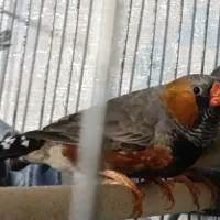 فنچ بلک بادی