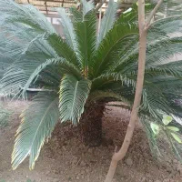 گل سیکاس 20 تا 25 ساله سن دار با چوب فروان