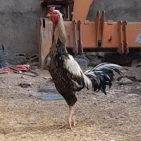 خروس لاری افغان