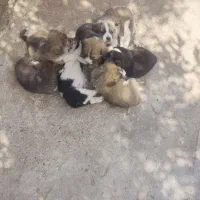 توله سگ