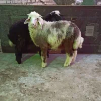 شهرک برق